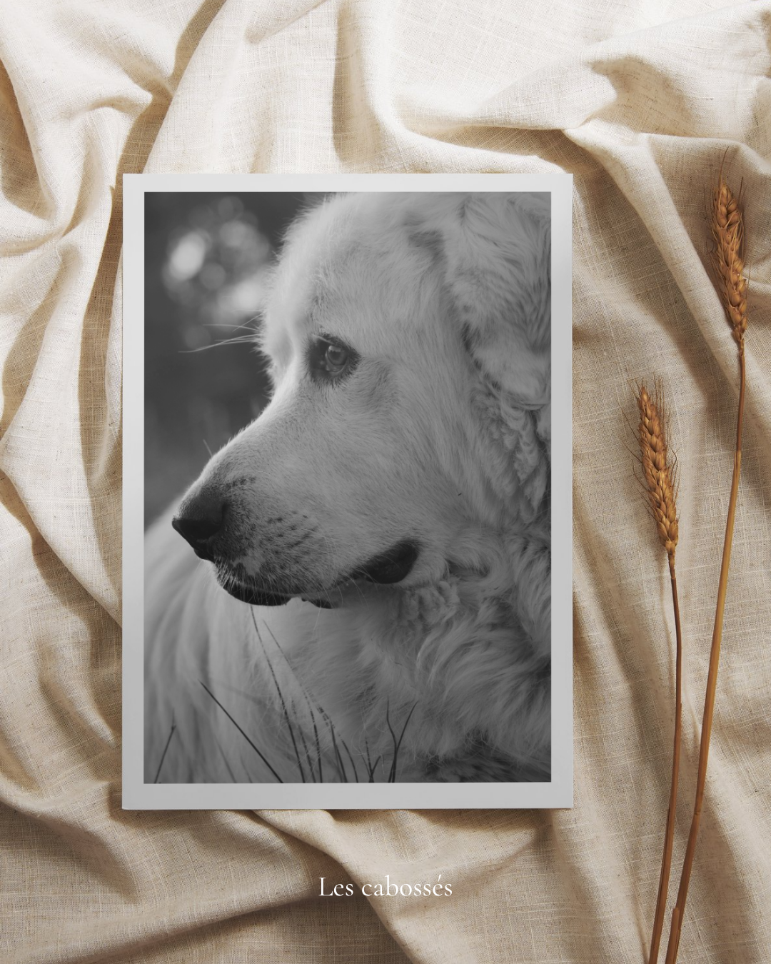 Photo d'impression Marley