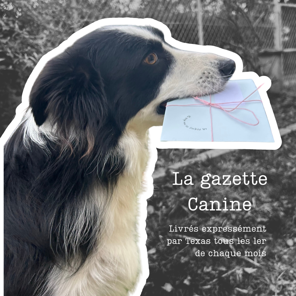 La gazette Canine du moment